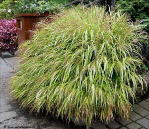 ornamental grasses