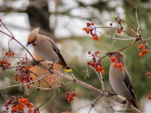 Bohemian waxwings, attracting birds