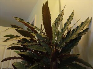 houseplants Calathea rufibarba