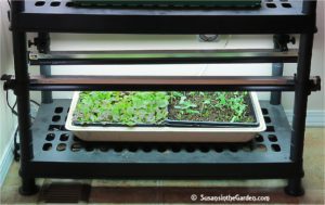microgreens