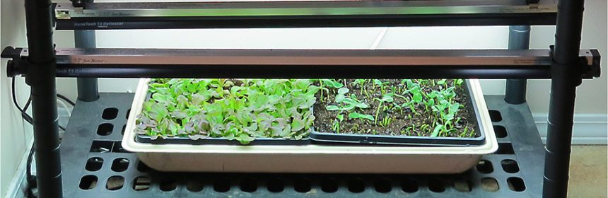 microgreens