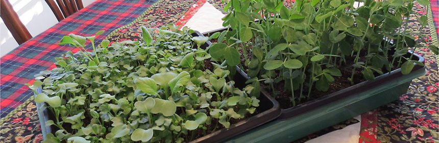 microgreens