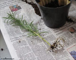 growing rosemary from cuttings