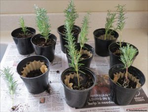 growing rosemary from cuttings