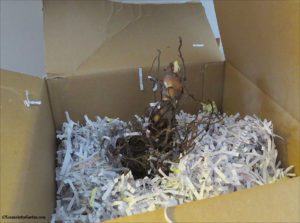 geraniums and canna lilies