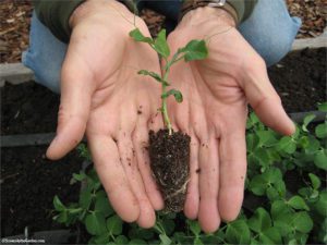 transplanting tips