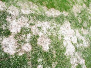 snow mold