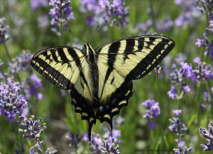 tiger swallowtail butterfly