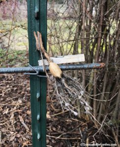Praying Mantis egg case