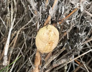 Praying Mantis egg case