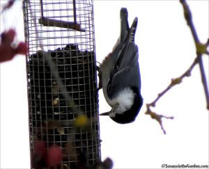 Nuthatch, white-breasted