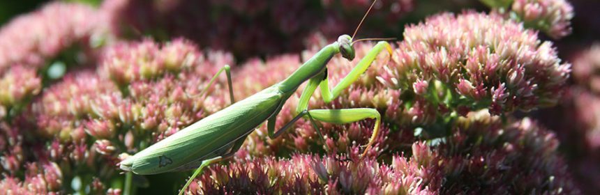 Praying Mantis
