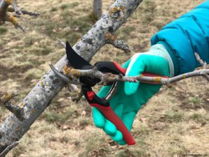 spring pruning