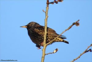 Starling