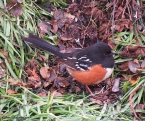Towhee, spotted