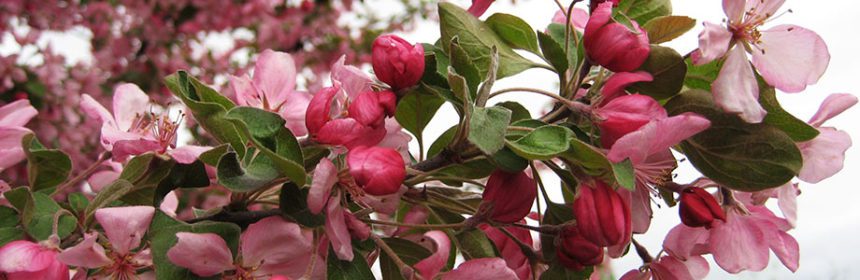crabapple