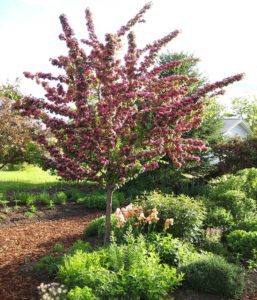 hawthorn, trees