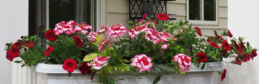 container gardening