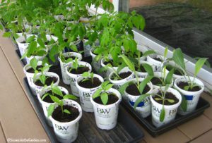 protecting seedlings