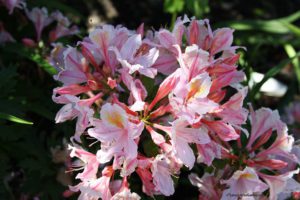 Azalea, spring flowers