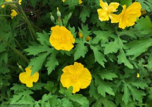 Celandine poppy, spring flowers