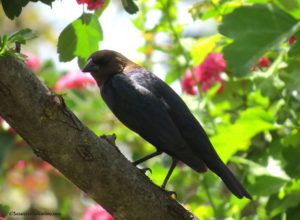 cowbird