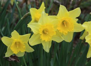 daffodil, spring flowers