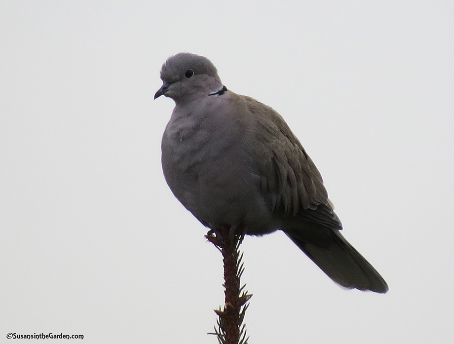 Αποτέλεσμα εικόνας για dark grey collared dove