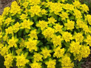Euphorbia polychroma, spring flowers