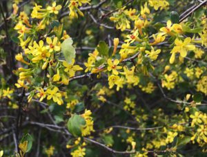 golden currant, spring flowers