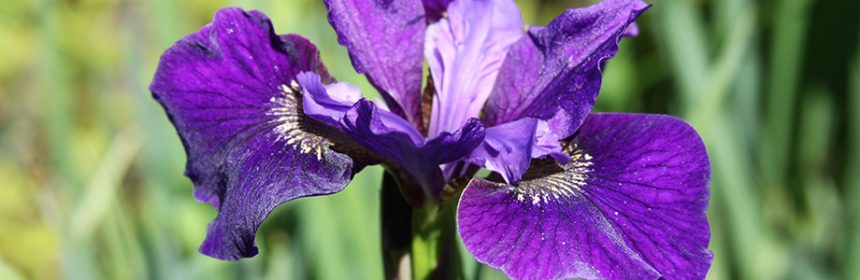 Siberian Iris, garden expo