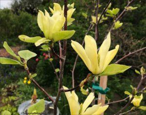 Magnolia Butterflies, spring flowers
