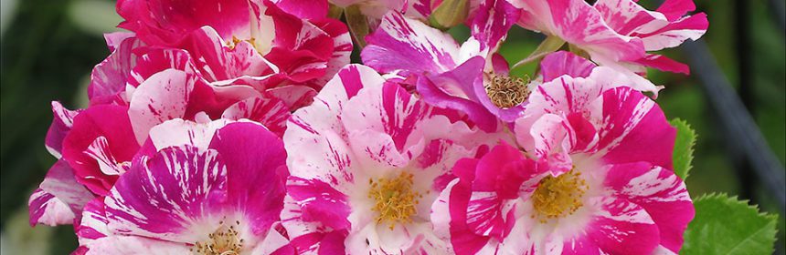 rose show, Purple Splash, Kids in the Garden