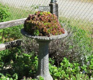 Spokane in Bloom garden tour
