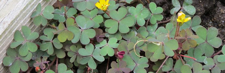 weed strategies, creeping wood sorrel
