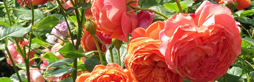 David Austin Roses