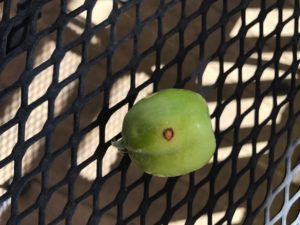 growing apples organically