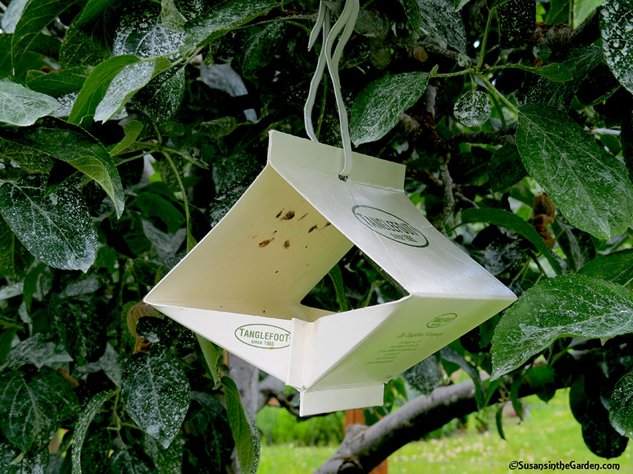 Codling Moth Monitoring Traps - Susan's in the Garden