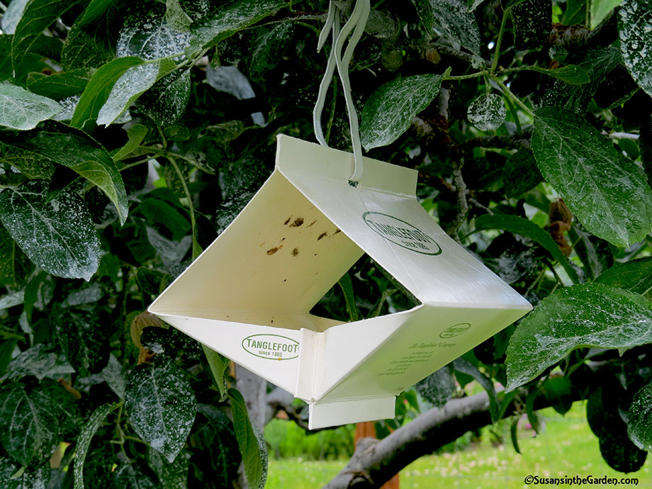 https://www.susansinthegarden.com/wp-content/uploads/2017/06/apple-codling-moth-trap_8851-PS.jpg