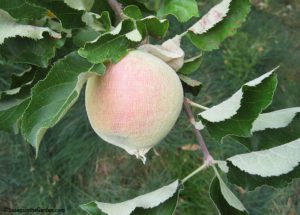 growing apples organically