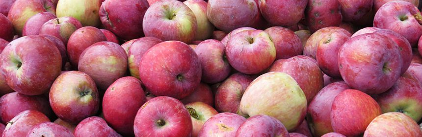 growing apples organically