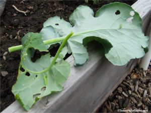 cabbage worms