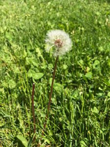 dandelion, weed strategies