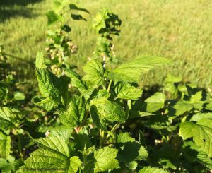 currant, aphid damage