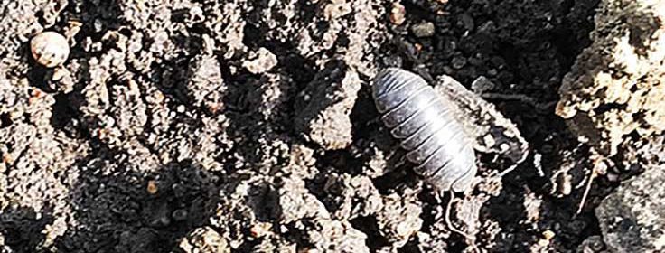pillbugs