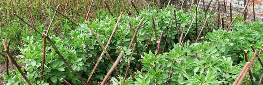 plant supports