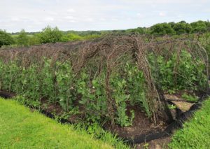 Crop Protection Covers