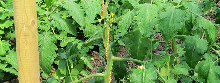 Tomato Supports