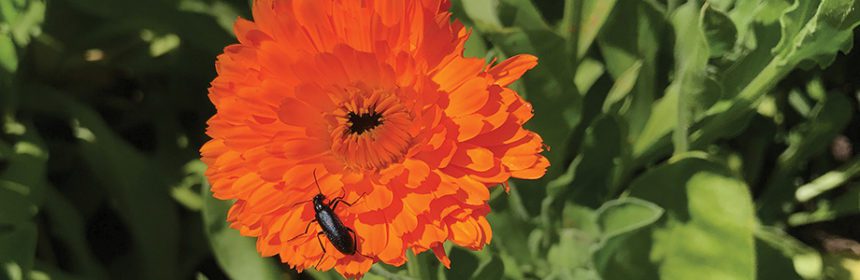 blister beetles