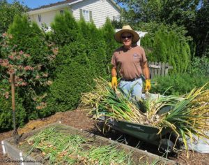 garlic harvest